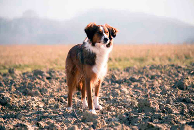puppy care alderley edge wilmslow