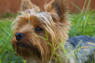 pet day care away cheshire