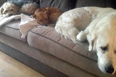 pet day care alderley edge wilmslow
