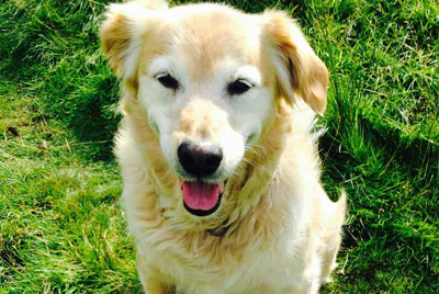 contact snoutnabout wilmslow